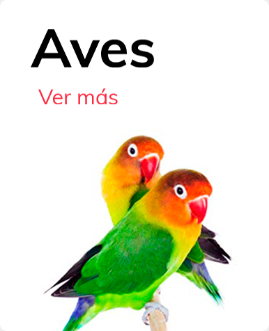 Categoria Aves